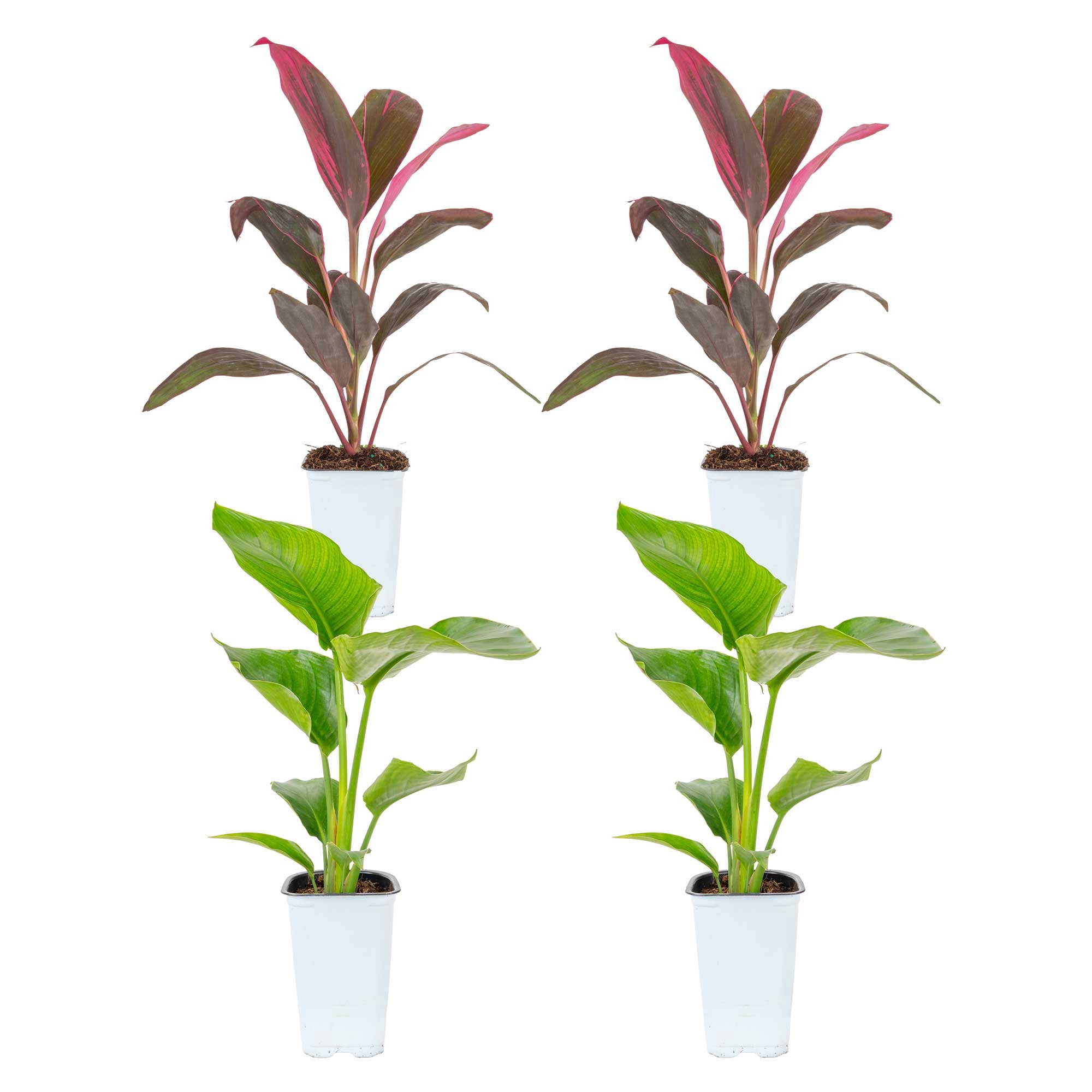 Island Blooms 16" White Bird and Cordyline Live Outdoor Plant in 1.5PT Grower Pot (4 Count)
