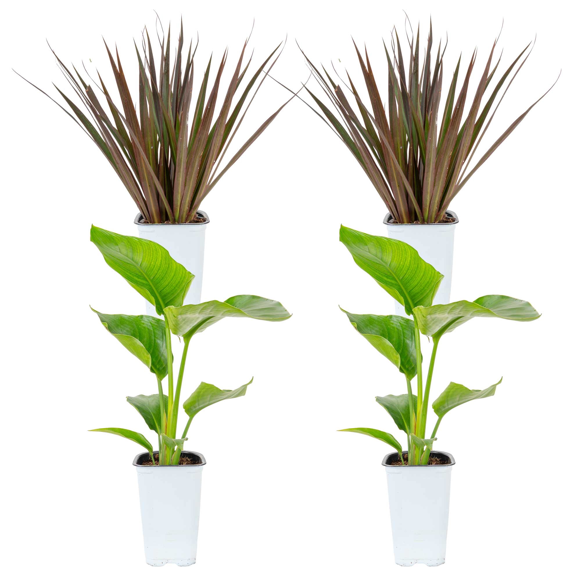 Island Blooms 16" White Bird and Dracaena Live Outdoor Plant in 1.5PT Grower Pot (4 Count)