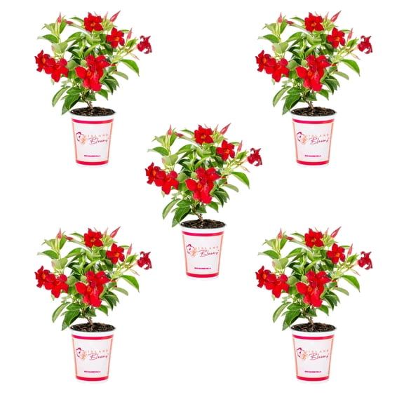 Island Blooms 1.5PT Red Mandevilla Live Tropical Plant Sun 5-Pack