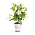 thumbnail image 1 of Island Blooms 1.5PT White Mandevilla Live Annual Plant Sun, 1 of 7
