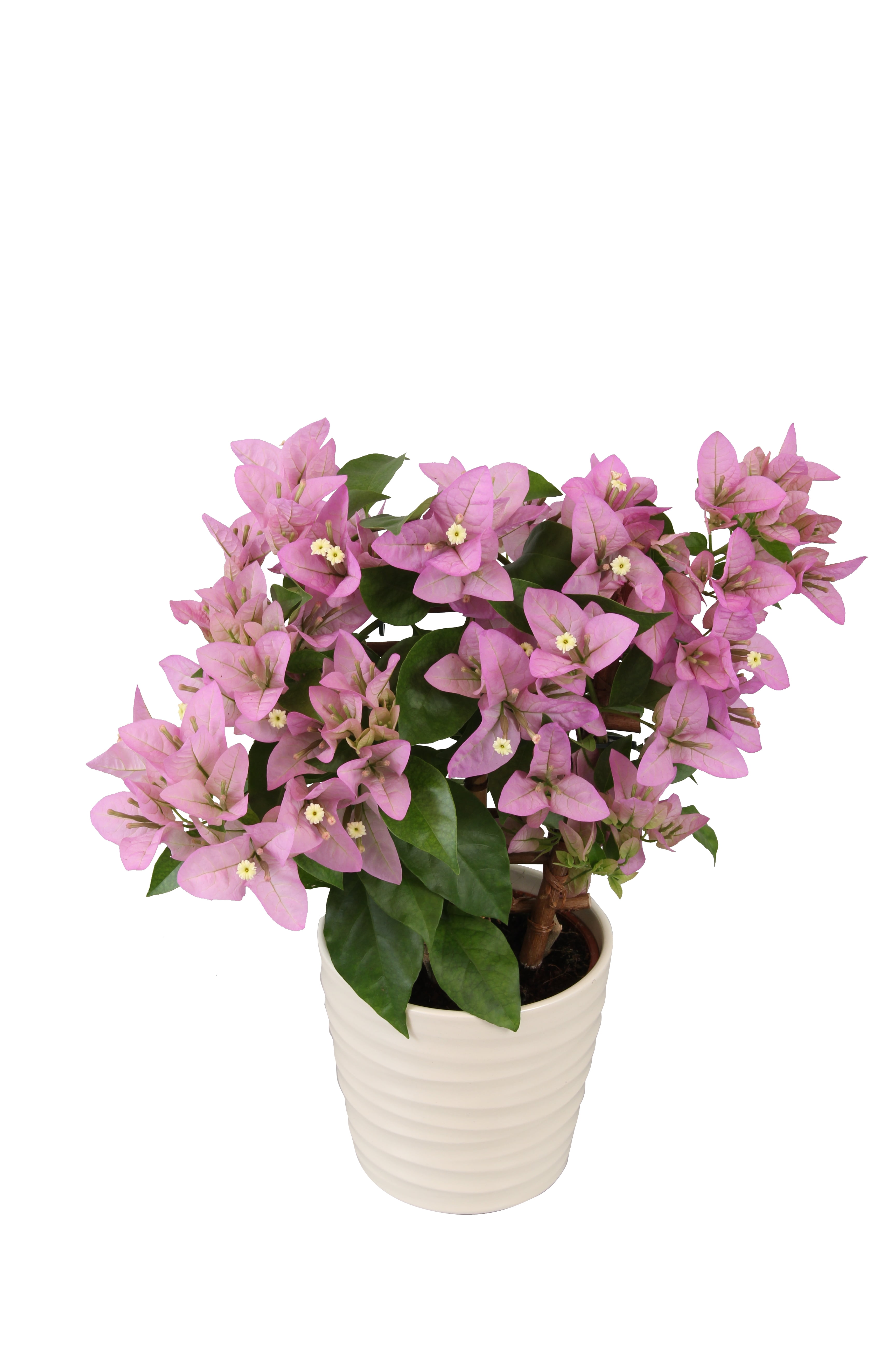 Island Blooms 2.5 Quart Bougainvillea Pot, Live Plant