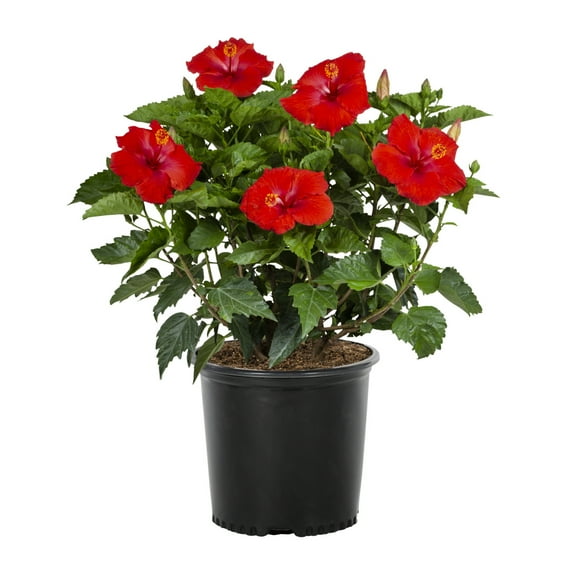 Island Blooms 2.5gal Red Hibiscus Live Annual Plant Sun