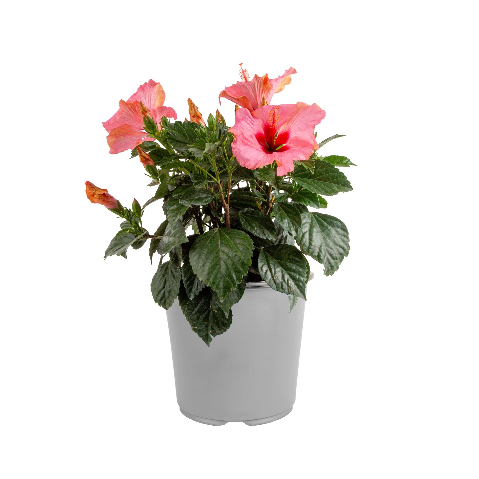 Island Blooms 22" Pink Hibiscus Live Outdoor Plant in 1Gal Grower Pot