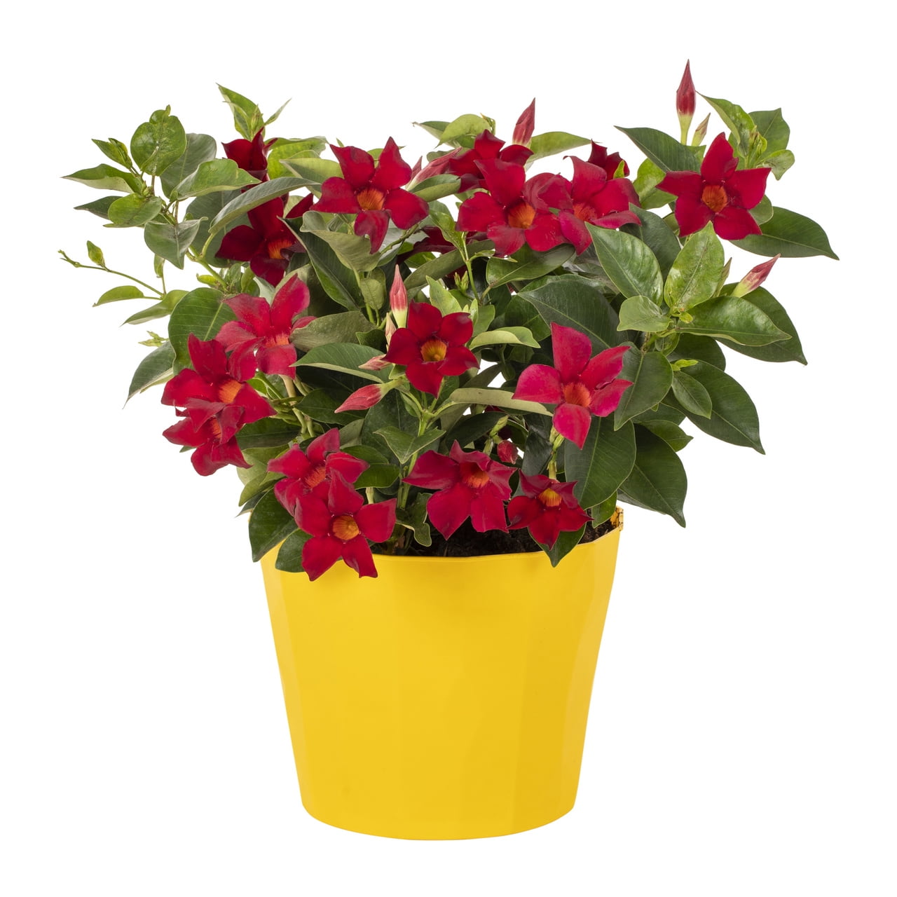Island Blooms 3QT Mandevilla Live Plant Decorative Pot Full Sun