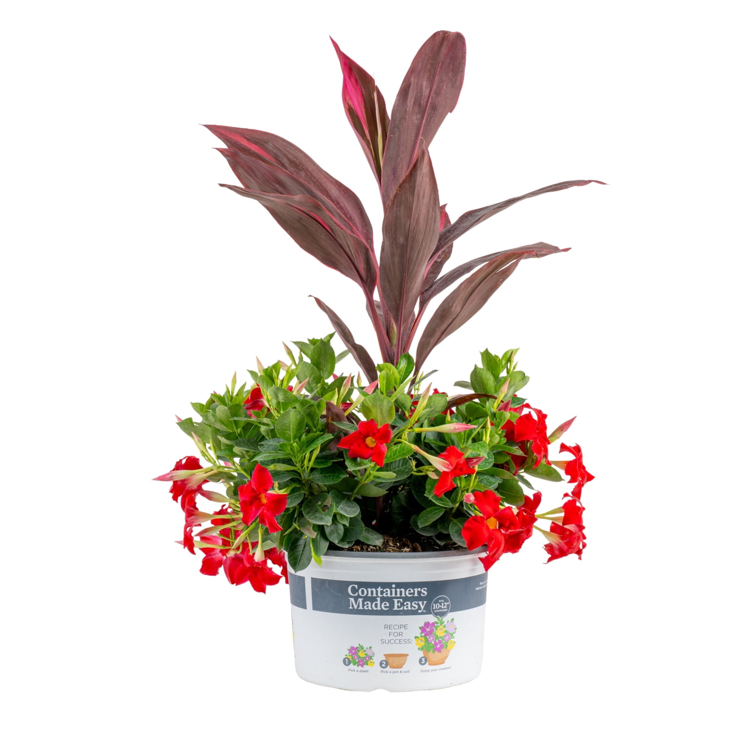Island Blooms Outdoor Plants in Live Plants - Walmart.com