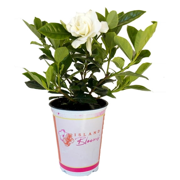 Island Blooms Gardenia Live Plants