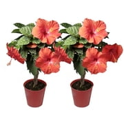 Island Blooms Live 20in. Tall Assorted Hibiscus; Full Sun Outdoor Plant 5in. Grower Pot 2-Pack