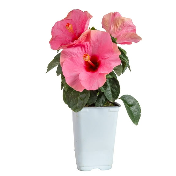 Island Blooms Live Indoor 14in. Tall Hibiscus Plant in 5in. Grower's pot