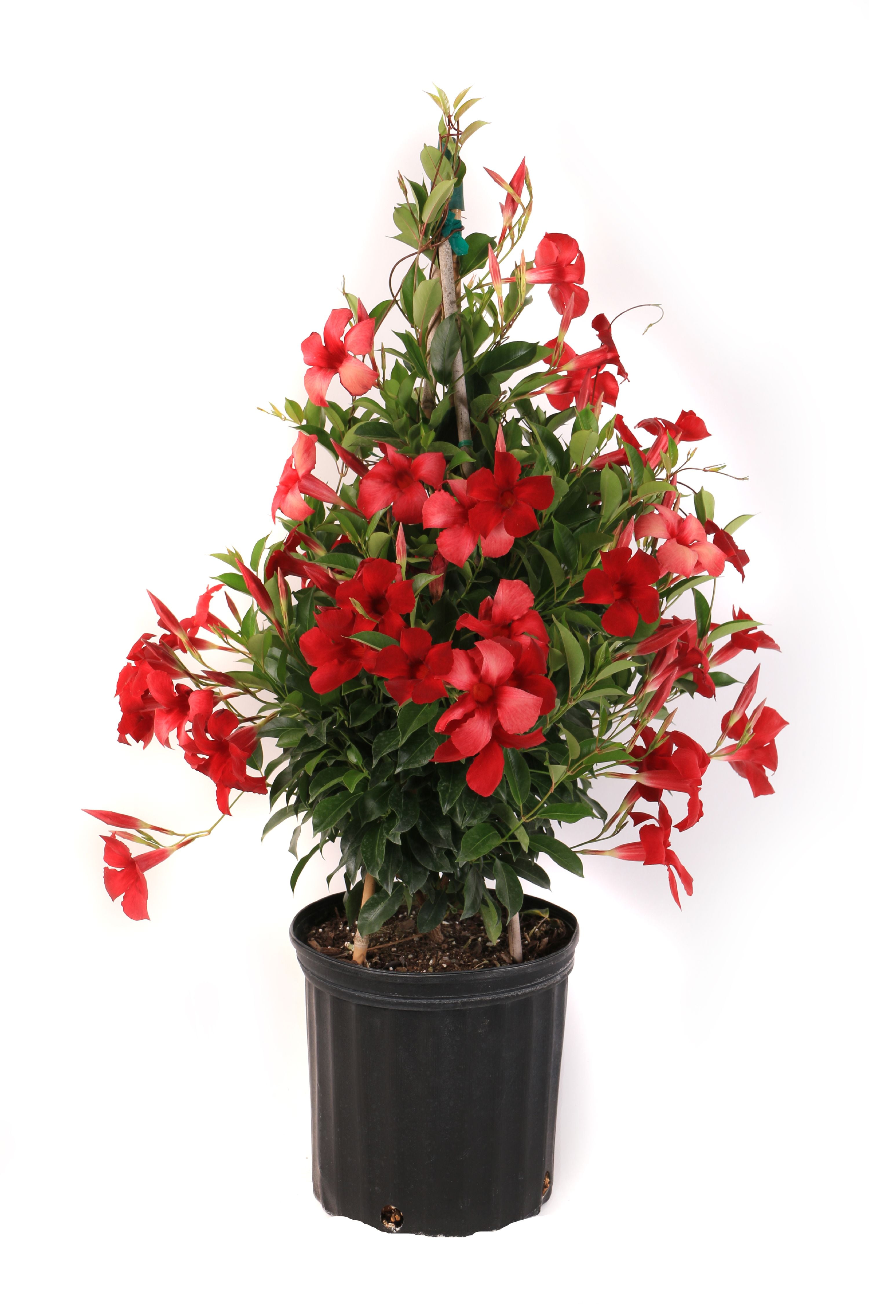 Island Blooms Live Indoor 20in. Tall Mandevilla Plant in 10in. Grower's