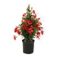 thumbnail image 1 of Island Blooms Live Indoor Mandevilla Plant in 10 inch Grower’s Pot – 20In Tall - Full Sun, 1 of 8