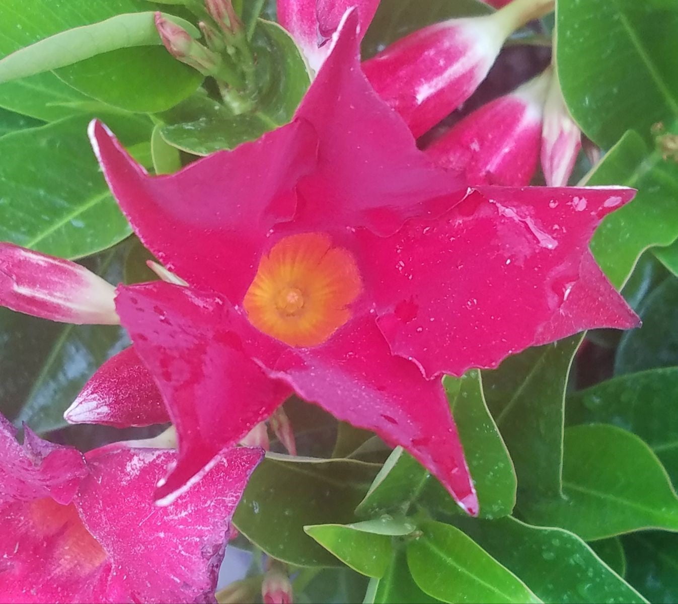 Island Blooms Live Indoor 20in. Tall Mandevilla Plant in 8in. Grower's