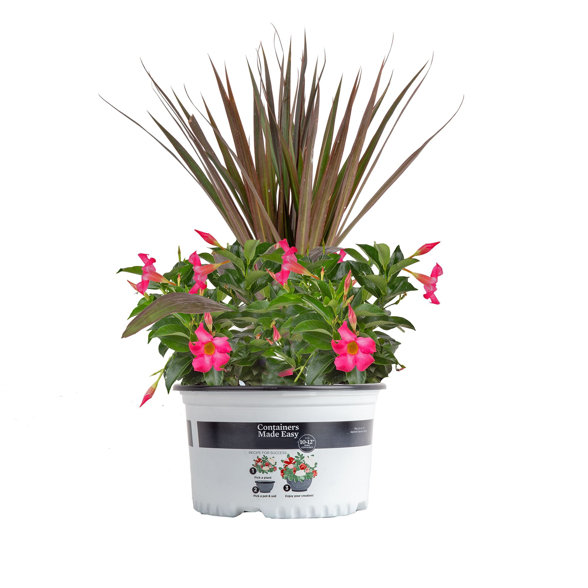 Island Blooms Live Indoor 24in. Tall Tropical Combo Plant in 9in. Grower's Pot
