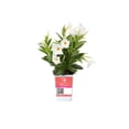 thumbnail image 1 of Island Blooms Live Outdoor White Mandevilla in .5 Pint Pot – 14 inch Tall, Full Sun, 1 of 6