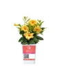 thumbnail image 1 of Island Blooms Live Outdoor Yellow Mandevilla in 1.5 Pint Pot – 14In Tall, Full Sun, 1 of 7