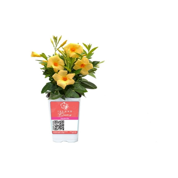Island Blooms Live Outdoor Yellow Mandevilla in 1.5 Pint Pot – 14In Tall, Full Sun