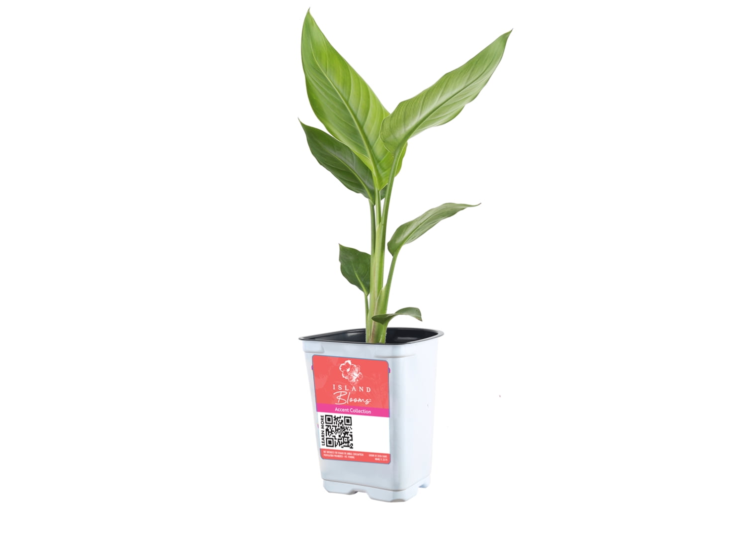 Island Blooms Live Outdoor White Bird Plant in 1.5 Pint Pot – 15 inch Tall, Partial Sun