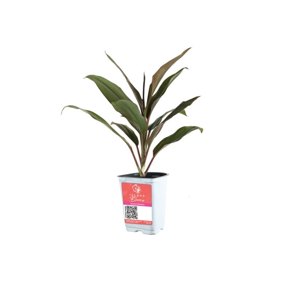 Island Blooms Cordyline Plant, Live Outdoor Foliage, 16-Inch Tall, 1.5-Pint Pot