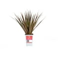 thumbnail image 1 of Island Blooms Live Outdoor Dracaena Plant in 1.5 Pint Pot – 16 inch Tall, Full Sun, 1 of 5