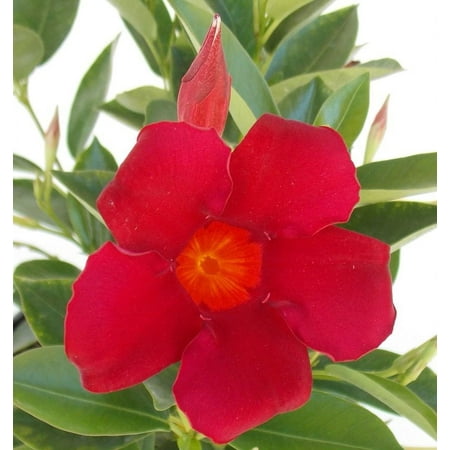 Island Blooms Red Mandevilla Live plant in a 1qt container