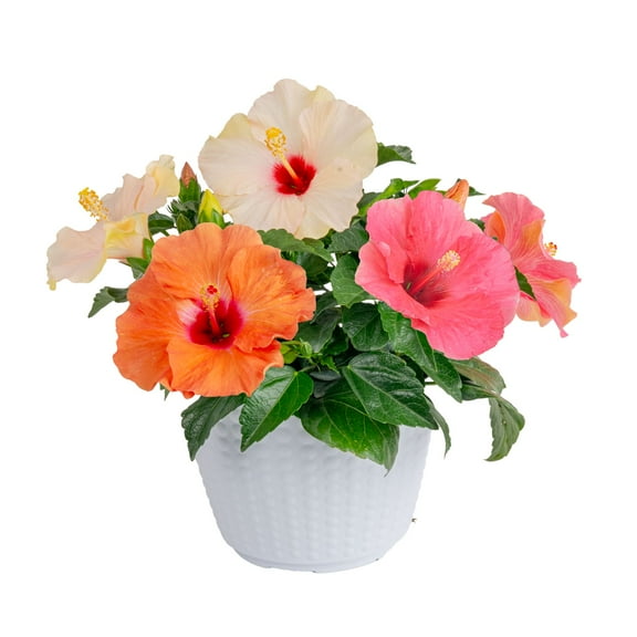 Island Bloom Trio Hibiscus Hibisqs 3QT Tropical Combo Assortment