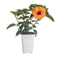 thumbnail image 1 of Island Blooms by Costa Farms 18" Tall Hibisqs Orange Bush, in 1qt pot. Direct Sunlight, Live Flowering Outdoor Plant, 1 of 3