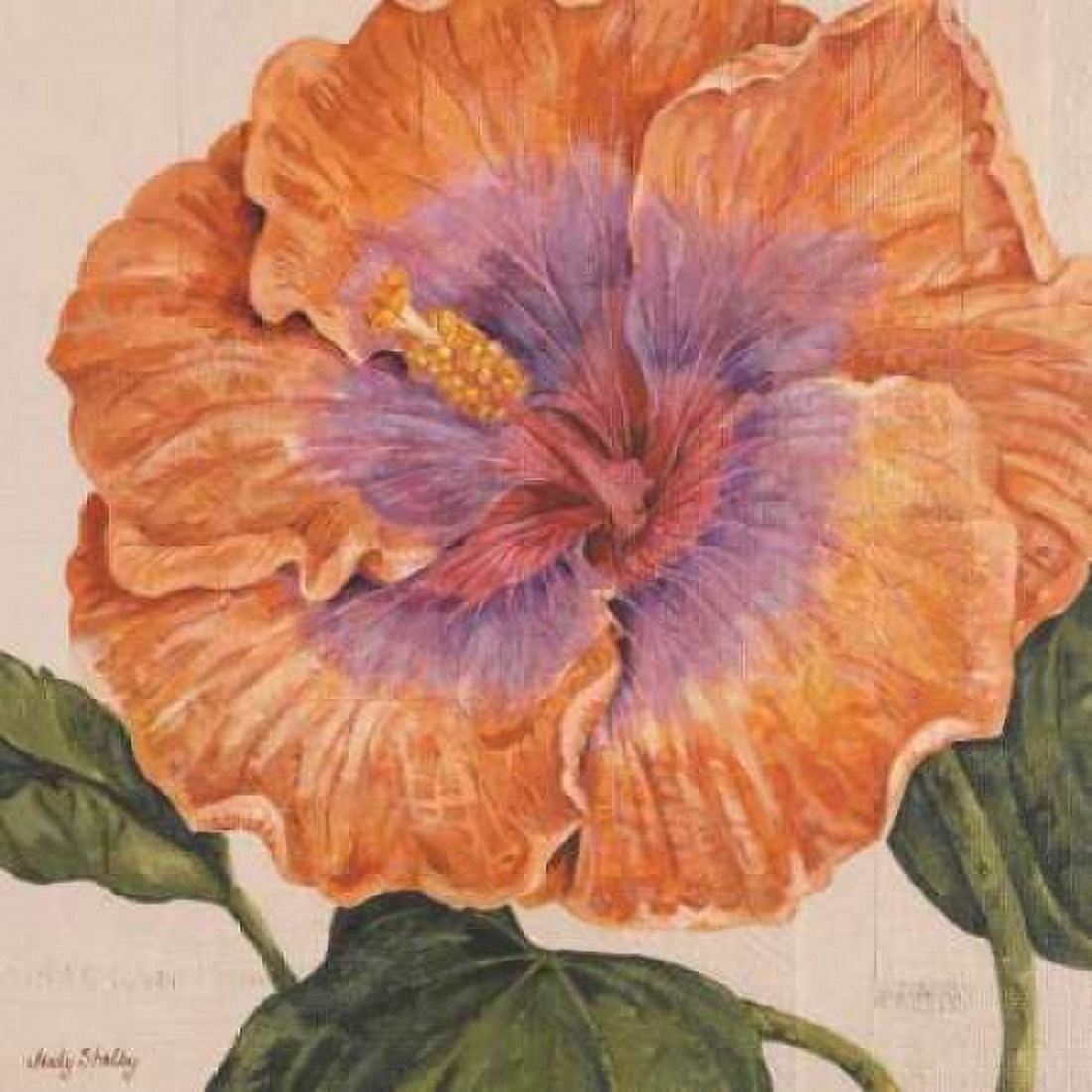 Island Hibiscus II Canvas Art - Judy Shelby (24 x 24)