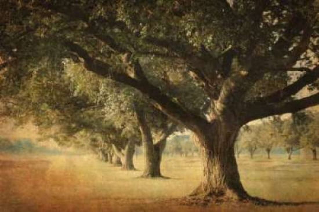 Island Oak Canvas Art - William Guion (24 x 36)