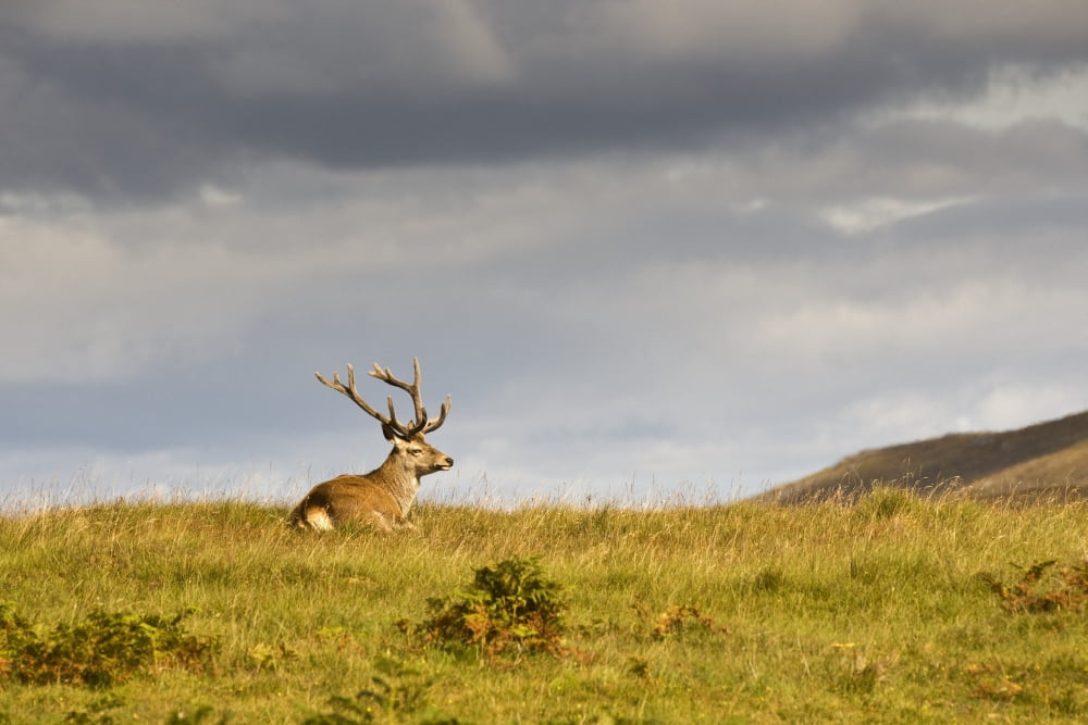 Island Of Islay Scotland Buck Resting On A Hill Canvas Art - John Short Design Pics (19 x 12)