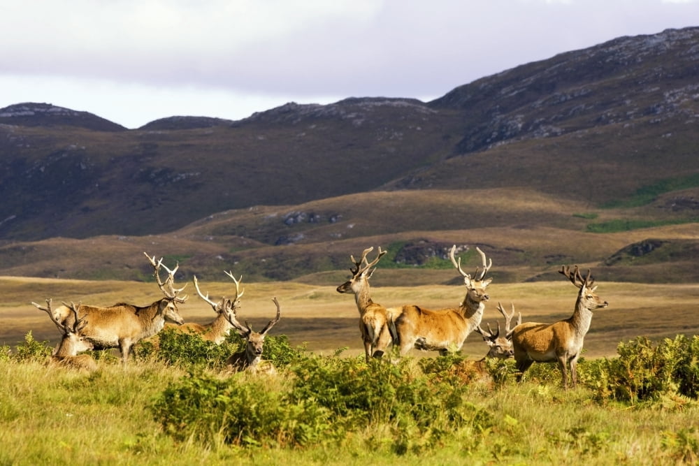 Island Of Islay Scotland Male Deer Roaming The Hills Canvas Art - John Short Design Pics (38 x 24)