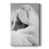 Island Pony II Premium Gallery Wrapped Canvas - Ready to Hang