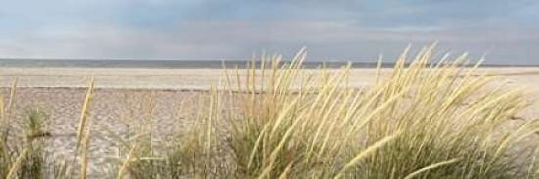 Island Sand Dunes Canvas Art - Alan Blaustein (12 x 36)
