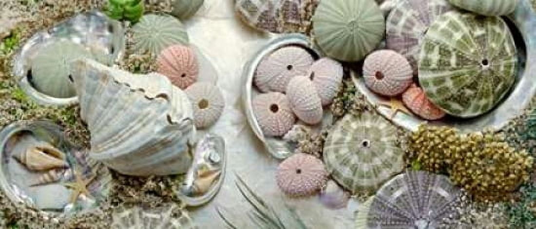 Island Tide Pool No 7 Canvas Art - Alan Blaustein (24 x 48)