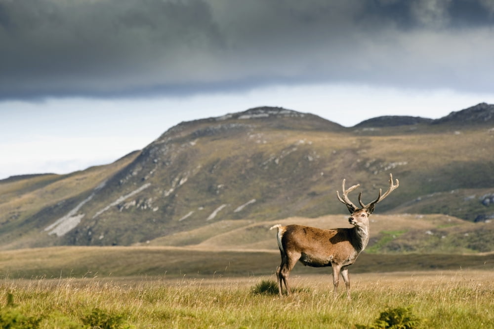Isle Of Islay Scotland A Deer Standing In A Field Canvas Art - John Short Design Pics (19 x 12)