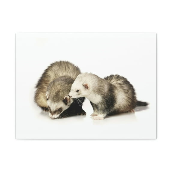 Isolated Couple Badger Print Animal Wall Art Wildlife Canvas Prints Wall Art Ready to Hang Unframed