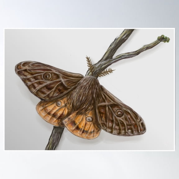 Isolated Emperor Moth Poster Wall Art Home Decor Cute Birthday Gift