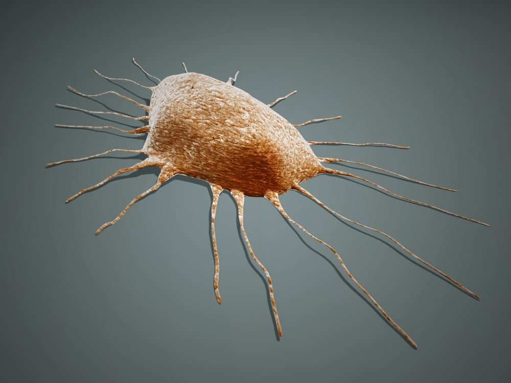 Isolated cancer cell Macrophage Canvas Art - Stocktrek Images (33 x 25)