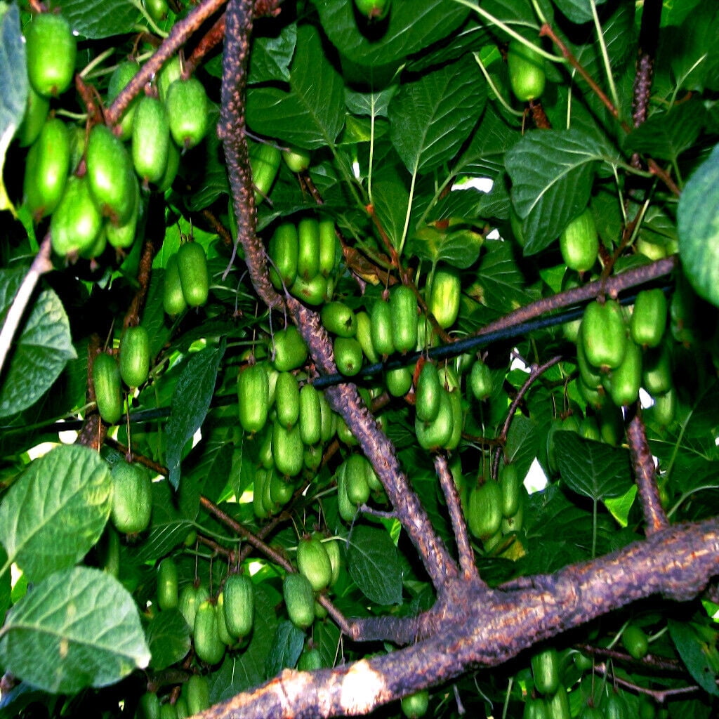 Issai Kiwi Seeds Arctic Grape Berry Superfruit Garden Plant Cold Hardy