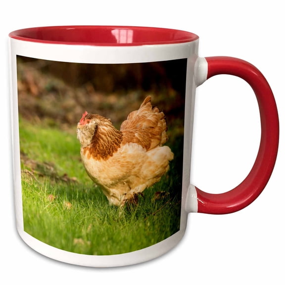 3drose, Issaquah, Wa, Usa. Free-ranging Salmon Faverolle Chicken Foraging., 11oz Two-tone Red Mug