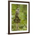 thumbnail image 1 of Art.com Issaquah, Washington State, USA. Barred owl perched on an old birdhouse. Photographic Print by Janet Horton, Brown Frame Wall Art, 32" x 44", 1 of 4
