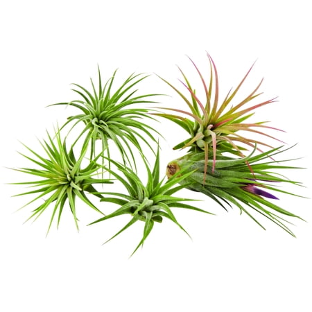 It Blooms 5 Pack Tillandsia Air Plants Assorted Ionantha Species - Easy Care House Plants - 30 Day Guarantee