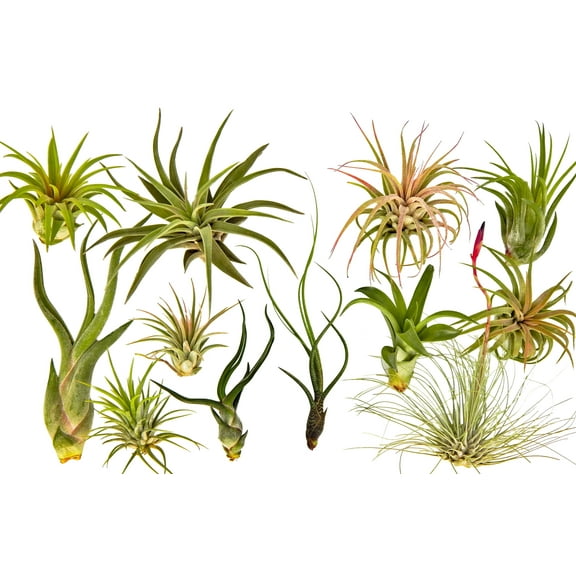 It Blooms  Rainforest Grown 12 Pack Assorted Air Plants  - Live Tillandsia - Easy Care Plants - Succulents - 30 Day Guarantee