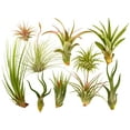 thumbnail image 1 of It Blooms Rainforest Grown Assorted Air Live Plants (10 Count), 1 of 5