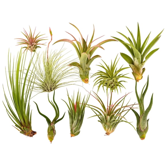 It Blooms Rainforest Grown Assorted Air Live Plants (10 Count)