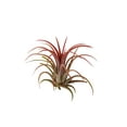 thumbnail image 1 of It Blooms Red Tillandsia Ionantha Fuego Air Live Plants, 1 of 6