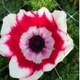 thumbnail image 1 of Italian Anemone Mistral Plus Rosso Sfumato (10 Flower Bulbs), 1 of 2
