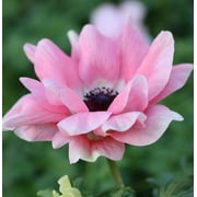 Italian Anemone Mistral 'Rosa Chiaro' - 10 Plant Bulbs, Pink Flowers in Spring Blooming Gardens