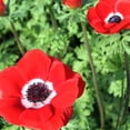 thumbnail image 1 of Italian Anemone 'Mistral Rosso' - 10 Plant Bulbs, Red Flowers in Spring Blooming Gardens, 1 of 2