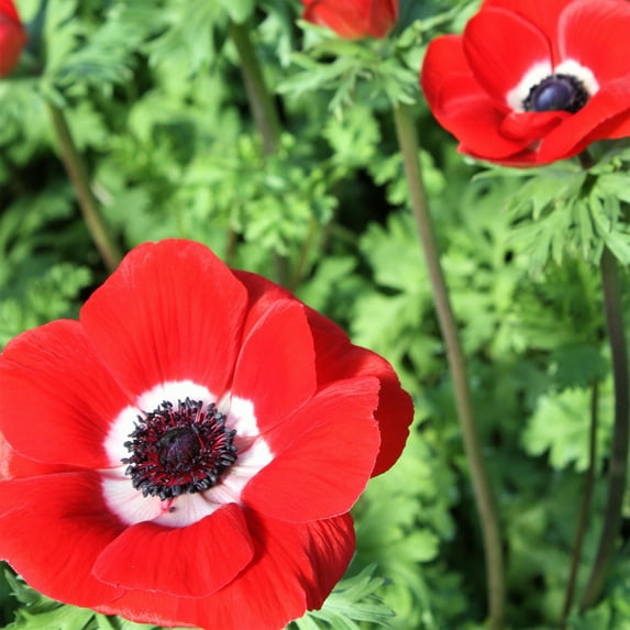 Italian Anemone 'Mistral Rosso' - 10 Plant Bulbs, Red Flowers in Spring Blooming Gardens