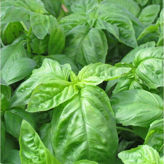 Italian Basil Seeds 200+ Non-GMO | Fresh Garden Seeds