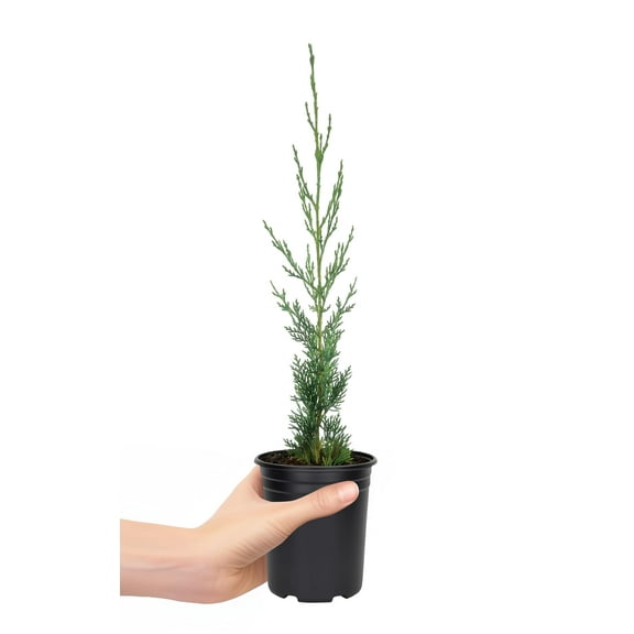 Italian Cypress | 1 Live 4 Inch Tree | Cupressus sempervirens | Narrow Evergreen Plants | Tall Privacy Landscaping | Upright Ornamental Outdoor Plant